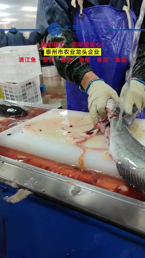一線工人風(fēng)采 水產(chǎn)源頭工廠車間實(shí)拍與鮰魚柳加工實(shí)錄